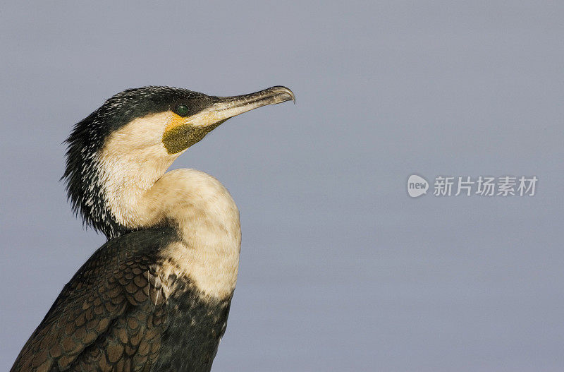 白胸鸬鹚(Phalacrocorax lucidus)